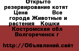 Открыто резервирование котят › Цена ­ 15 000 - Все города Животные и растения » Кошки   . Костромская обл.,Волгореченск г.